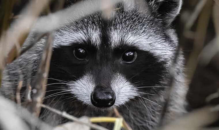 The Role of Raccoons in Urban Environments: Balancing Conservation and Control
