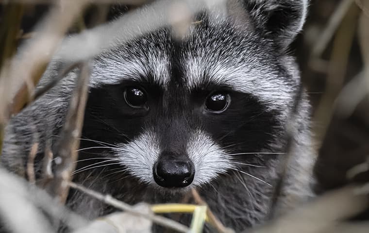 The Role of Raccoons in Urban Environments: Balancing Conservation and Control