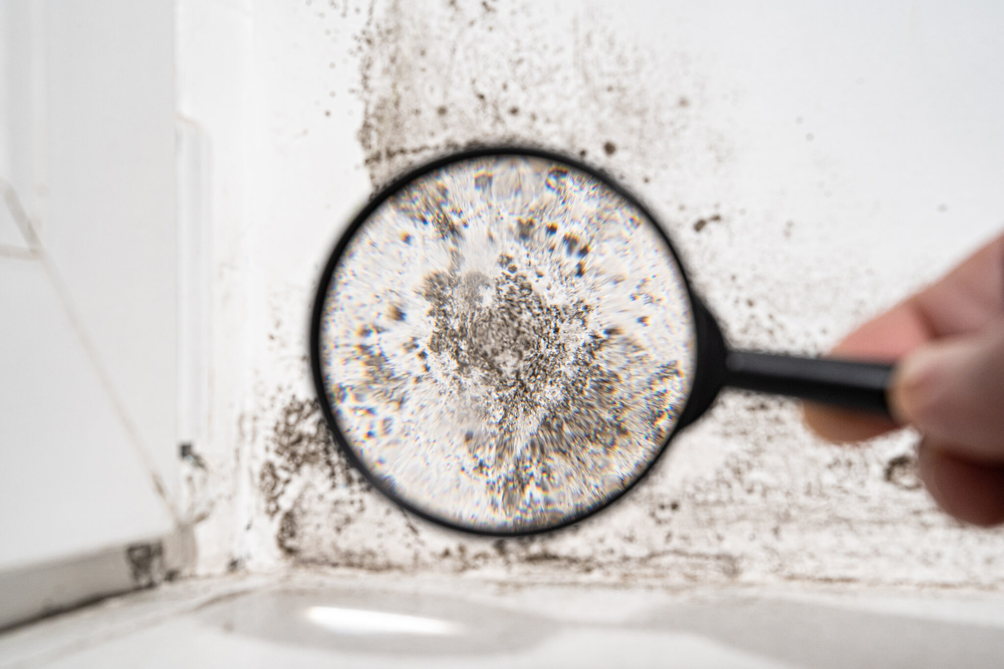 Why Professional Mold Cleanup Is the Only Safe Way to Remove Stachybotrys (Black Mold)