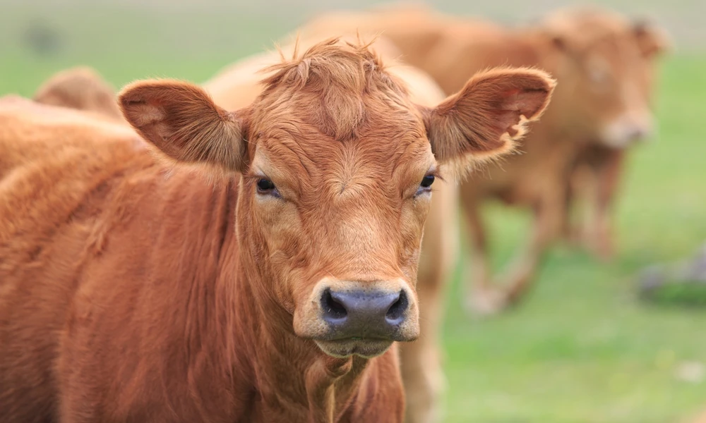 How Beef Reaches Markets Around The World